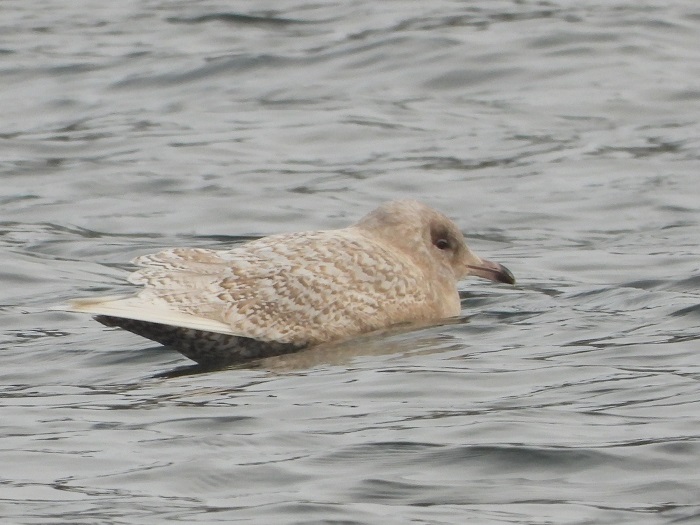 202601095014HvidvingetMågeAabenraaHavn