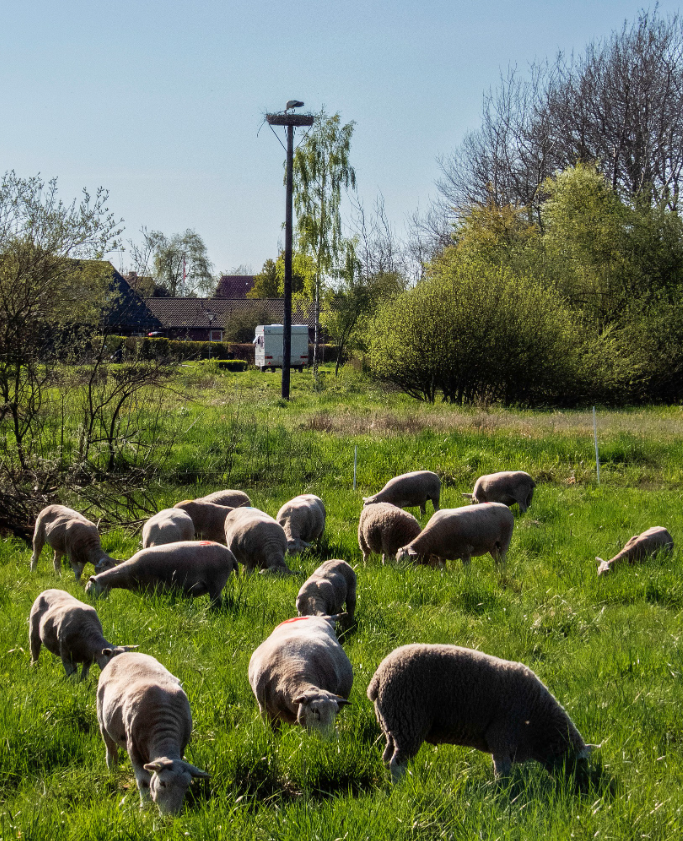 Bylderup Bov Lone Gabelgaard