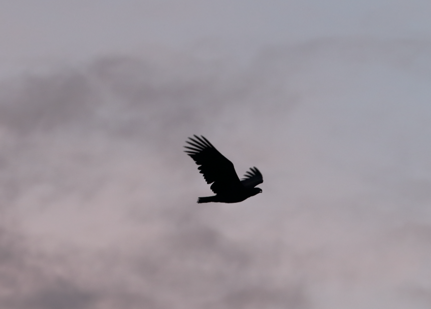 Havørn Tingdal Plantage 14. november 2020 Harry Antonisen