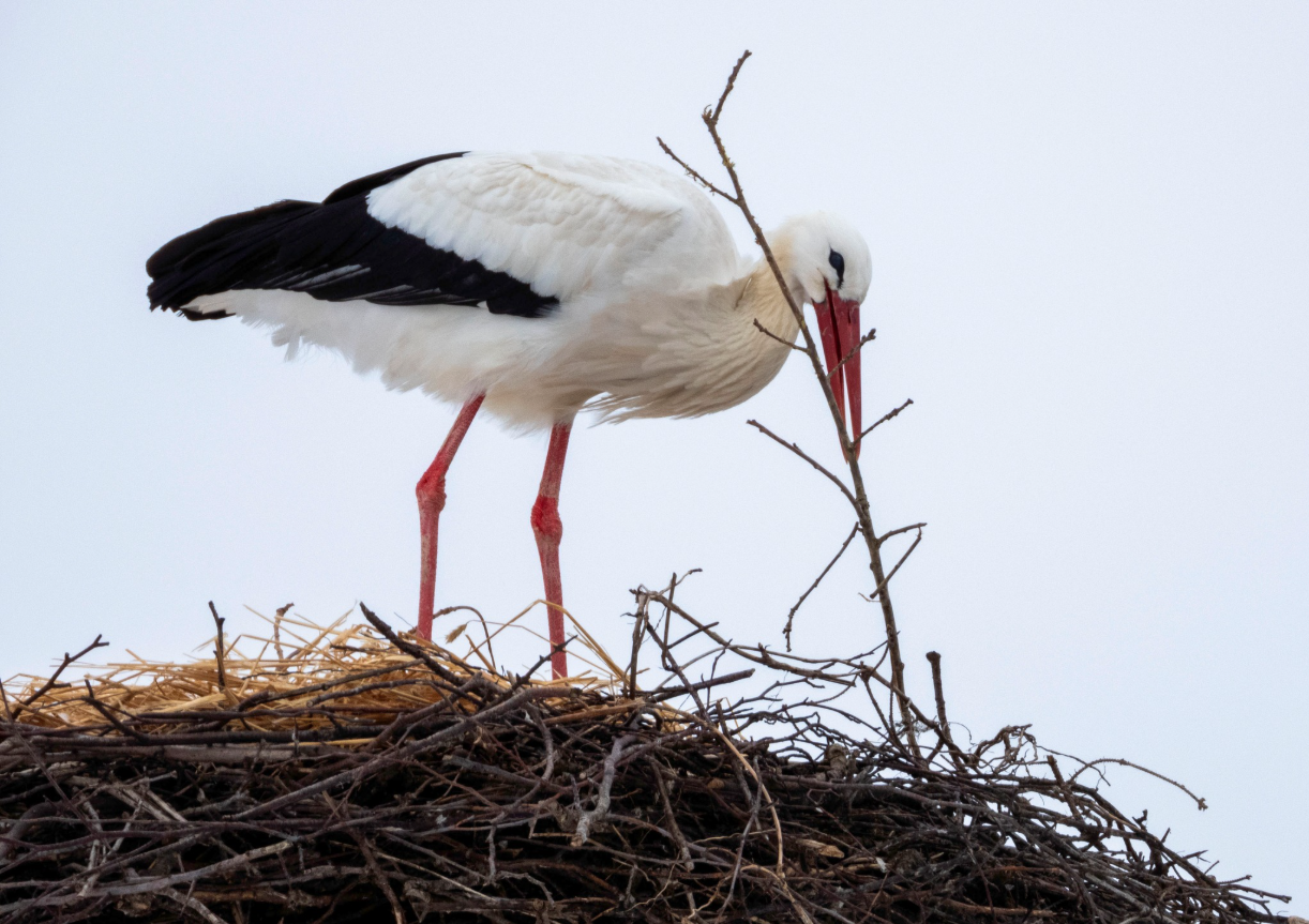 Rens 16. februar Lone Gabelgaard