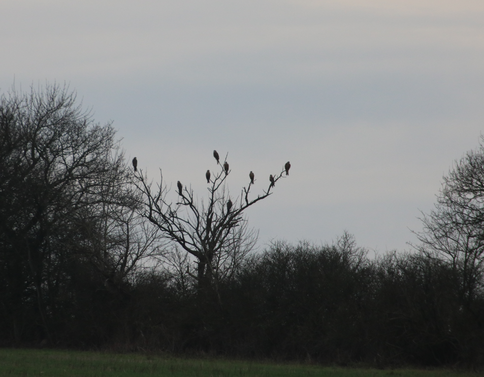 Rød glente 23. december 2023 Rødding Jesper Leegaard