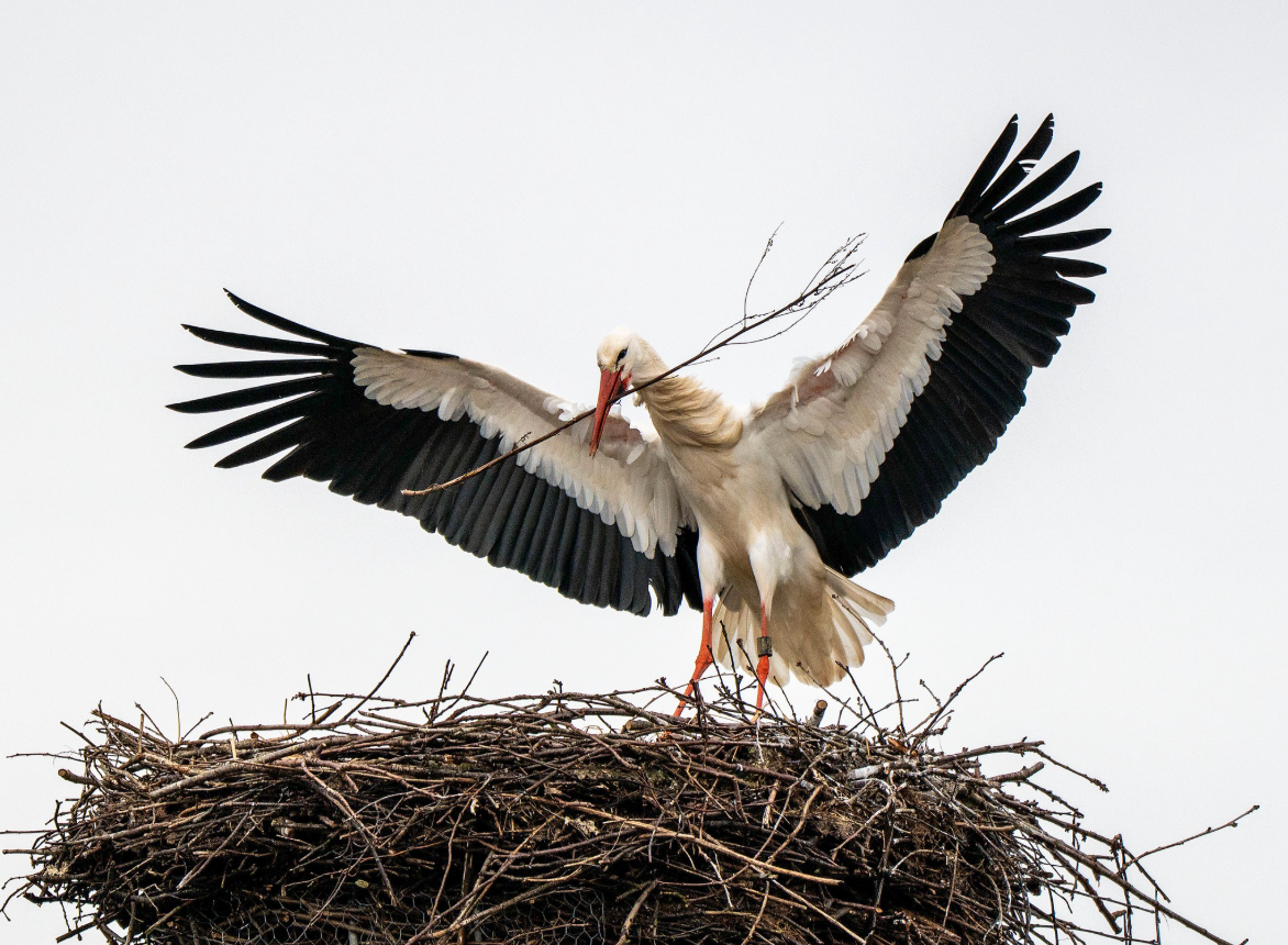 Smedager foto Lone og HC Gabelgaard