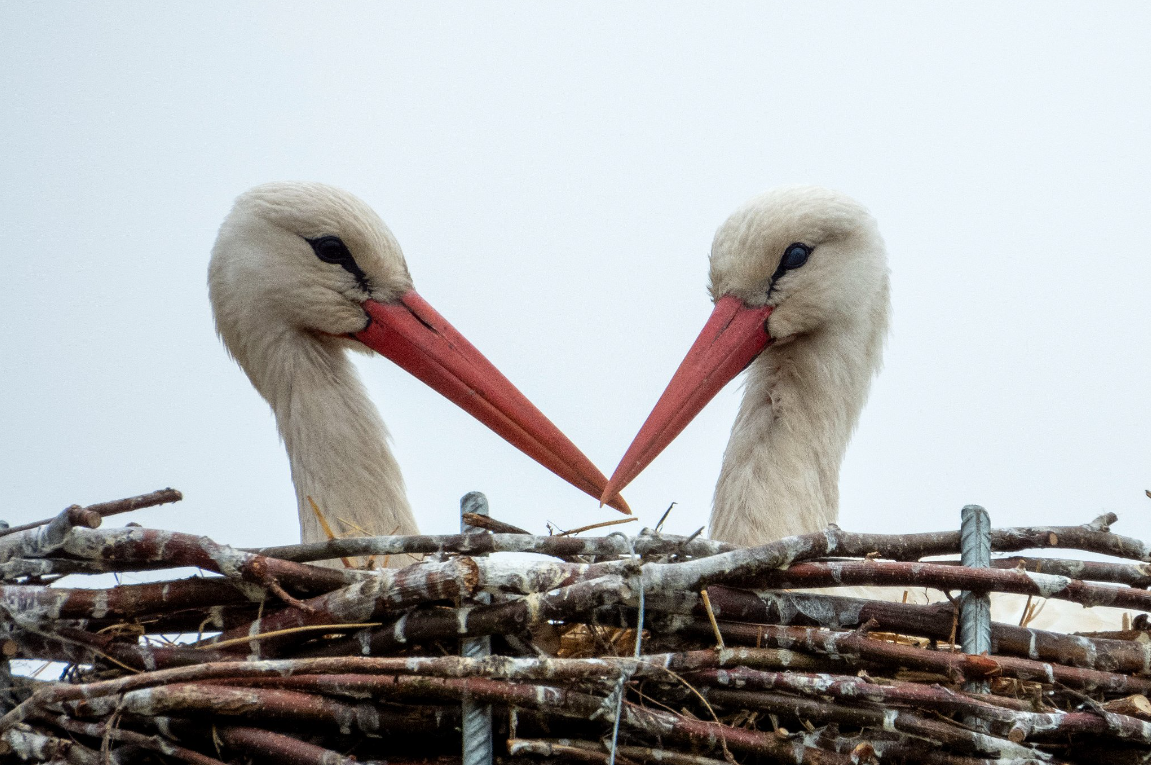 Storke i Rens Lone Gabelgaard