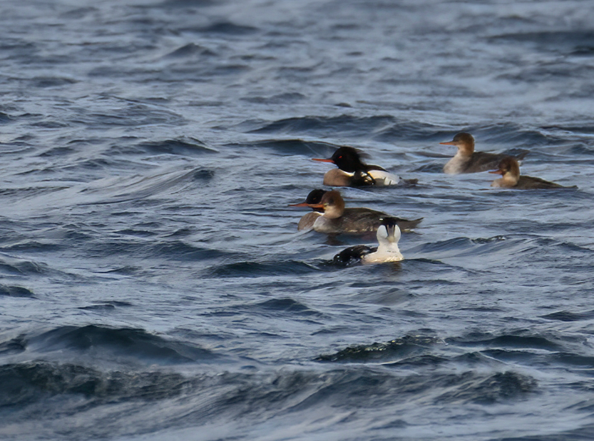 Toppet skallesluger Hørup Hav 22. december 2024. Anders Otto Nielsen