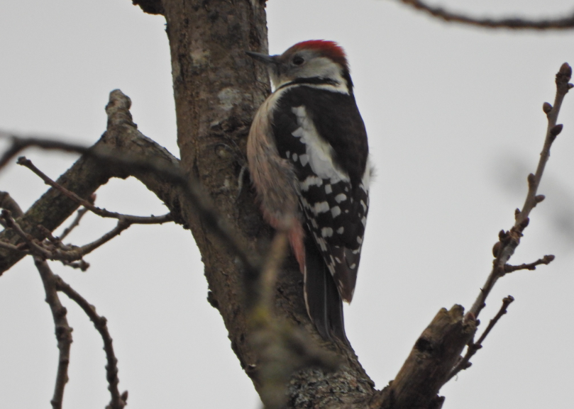 Årsmøde2026 1 OliverLaursen
