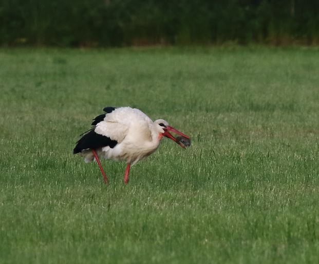 Hvid stork Harry Antonisen abild