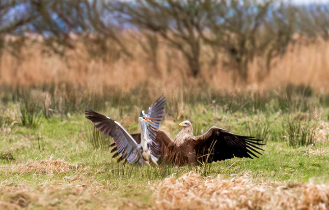 Havørnvsfiskehejre aagematthiesen