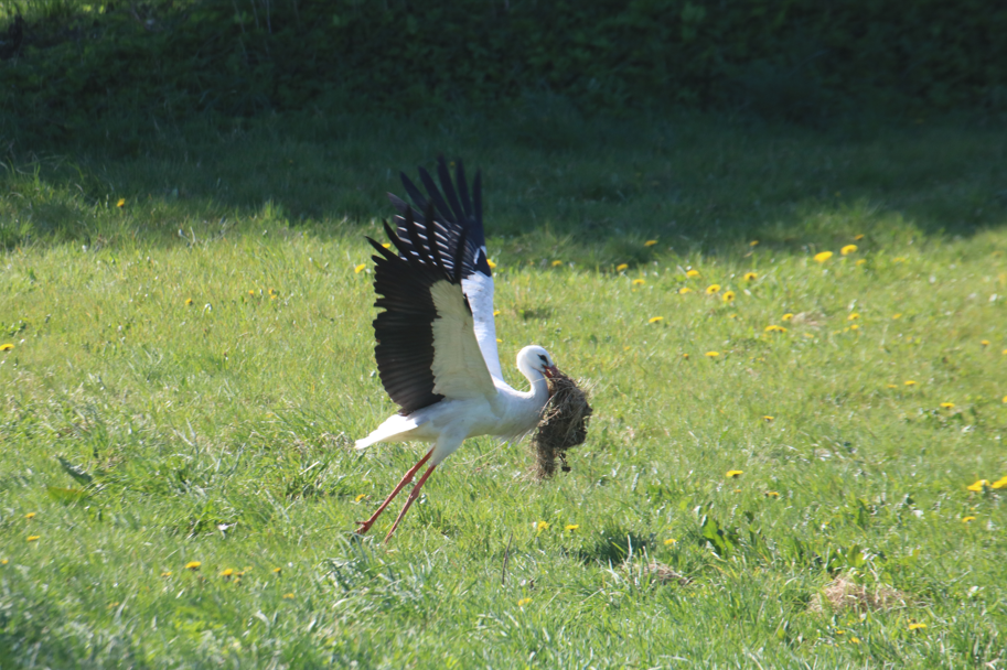 Hvid stork 2