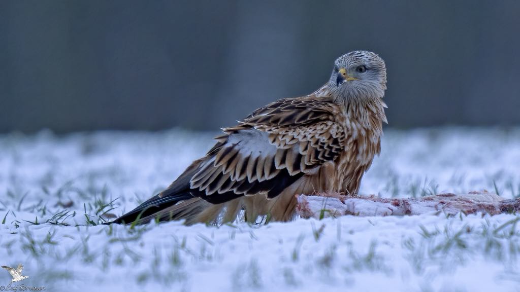 Rødglente LeifSørensen