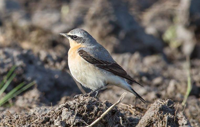 Stenpikker AageMatthiesen