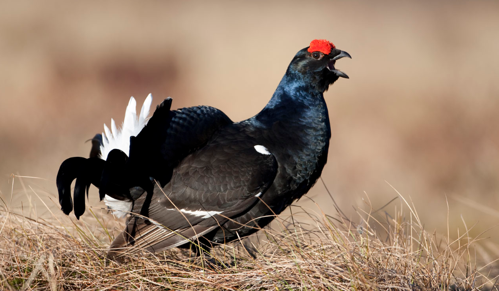 Urfugl KlausDichmann