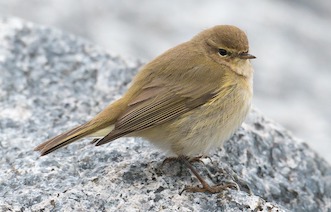 chiffchaff g4cfe0ebe2 1920