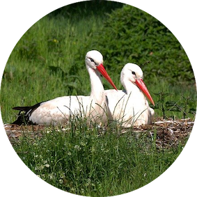 storke par links
