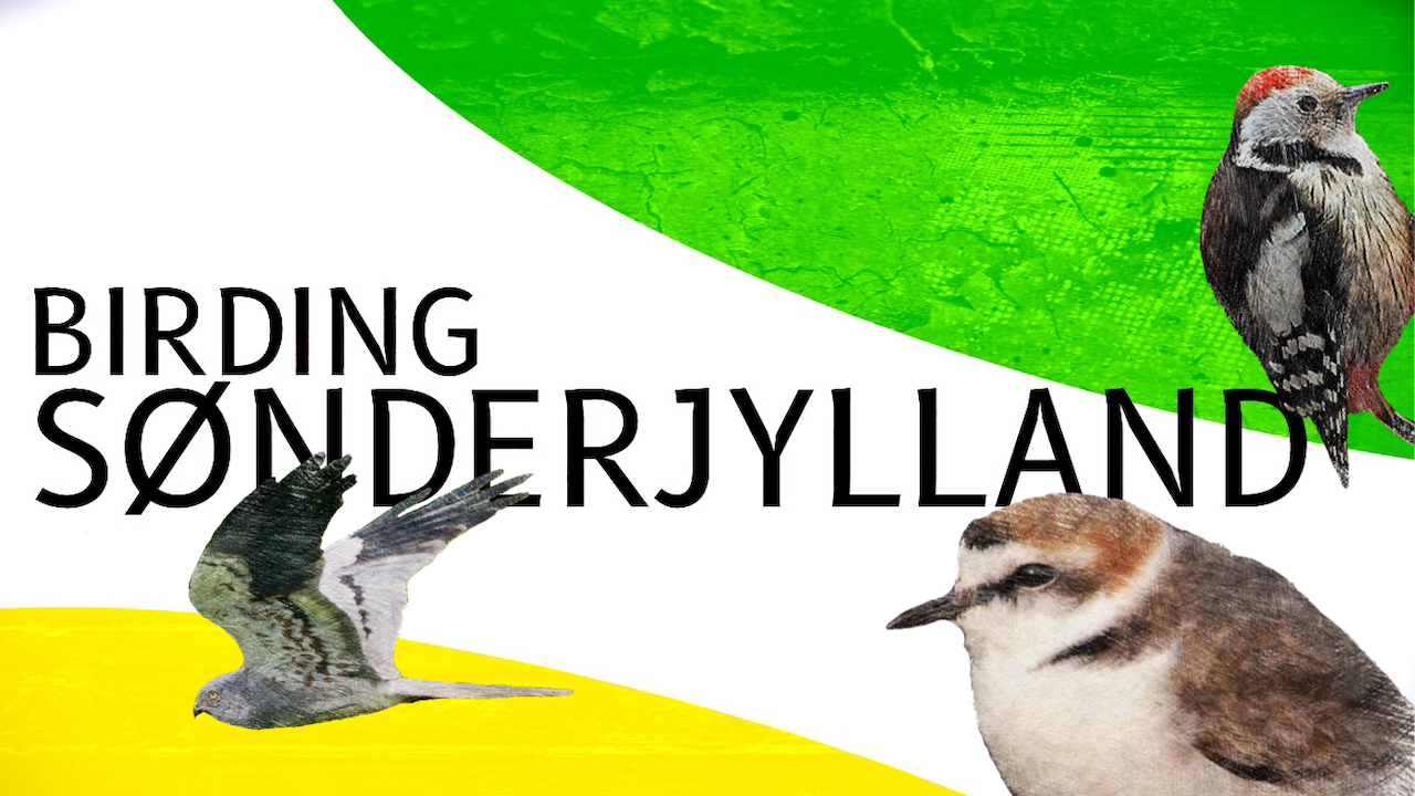 birding soenderjylland
