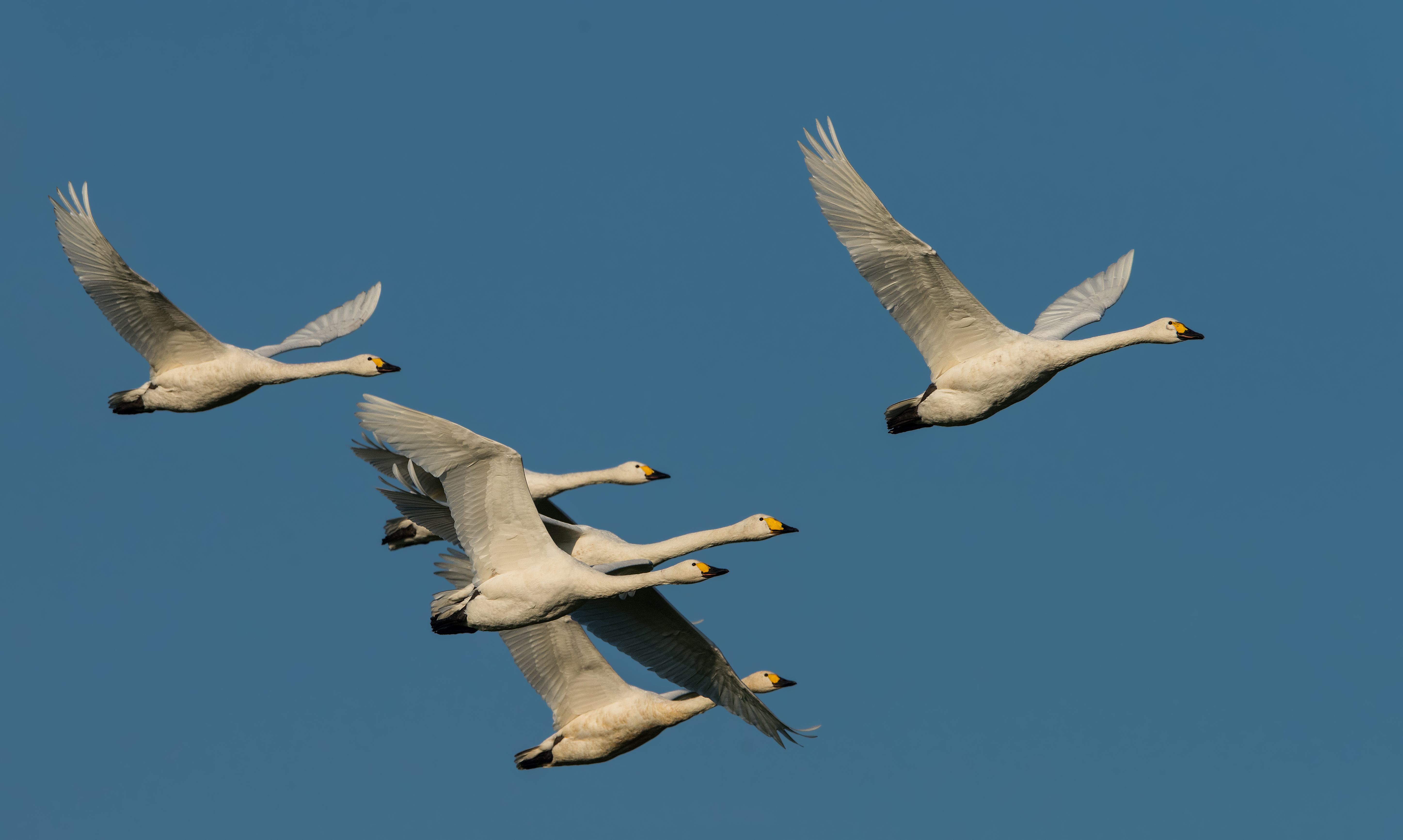 pibesvaner20141111 810 1576